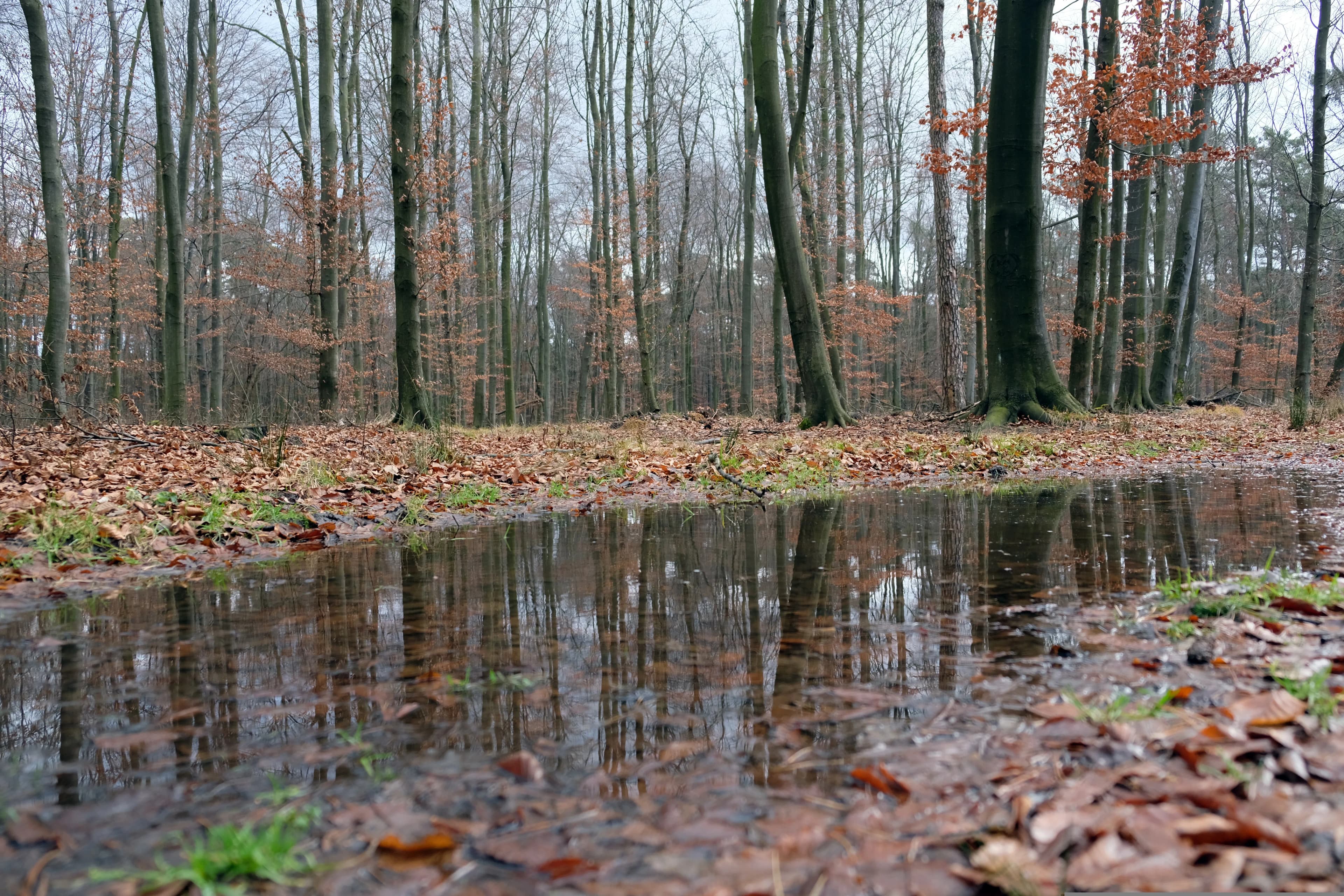 Nowy Wiśnicz - Niepołomice